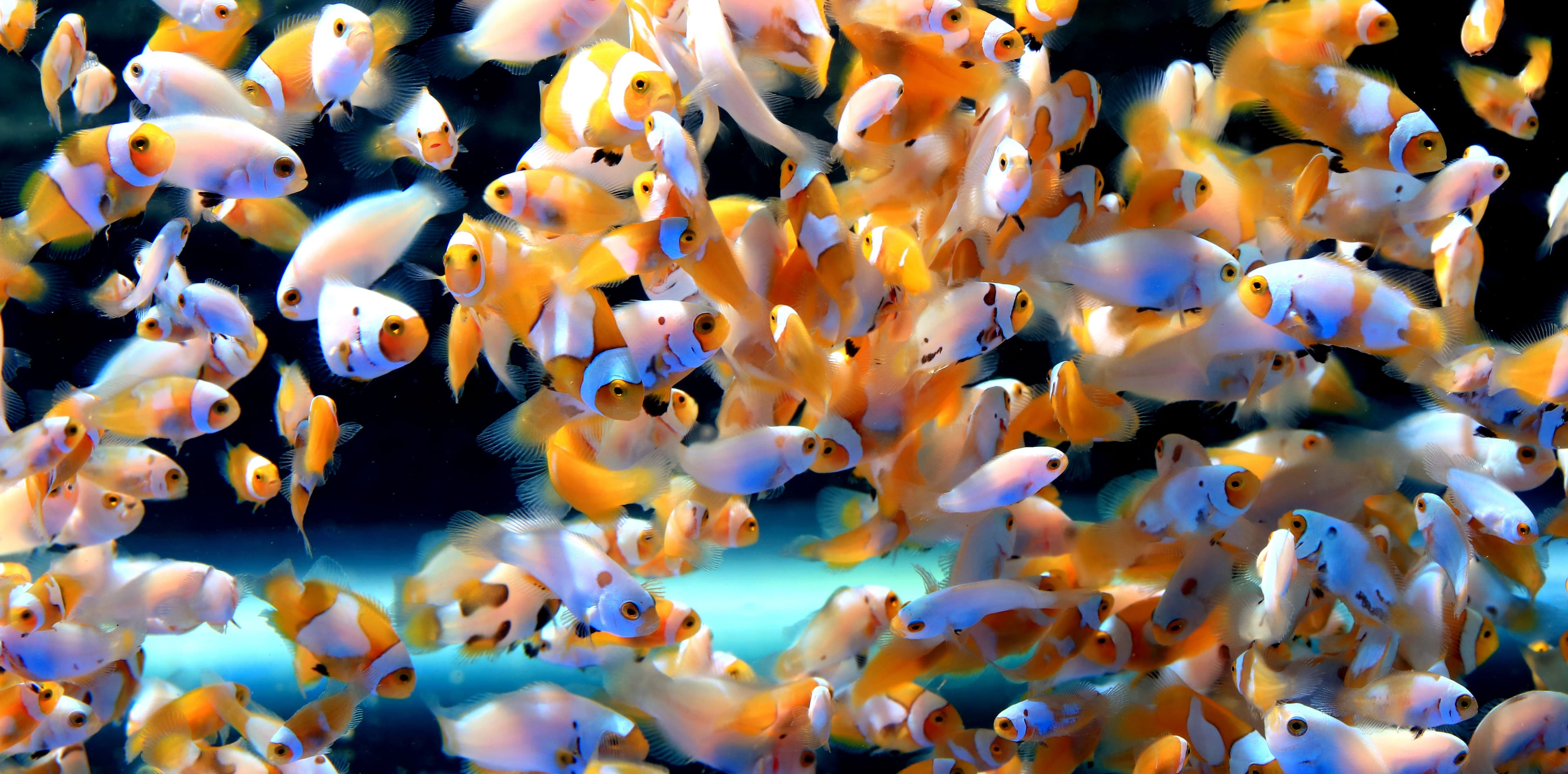 Designer Clownfish Development by Scientists