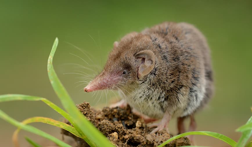 Rediscovery of Sonnerat's Shrew Species