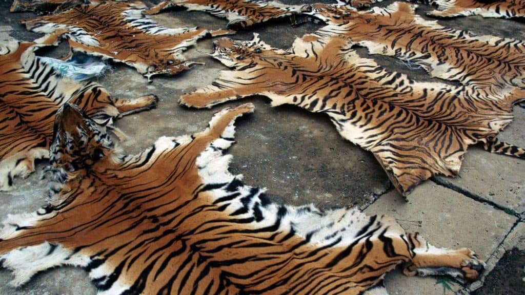 Significant Wildlife Trafficking Arrest