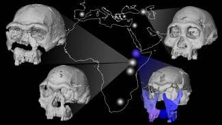 New Insights from Homo Erectus Fossil