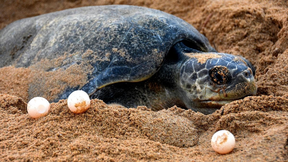 Olive Ridley Turtle Nesting Efforts