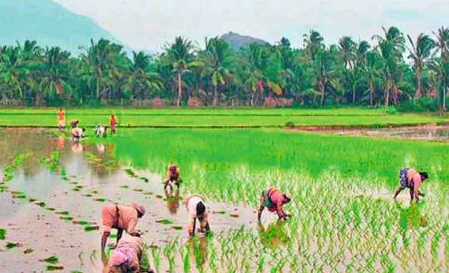 Monsoon Impact on Indian Agriculture