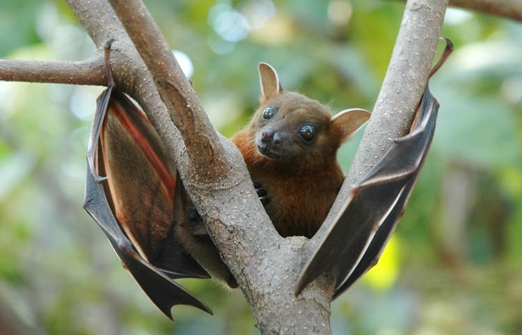 Red Streetlights Installed for Bats
