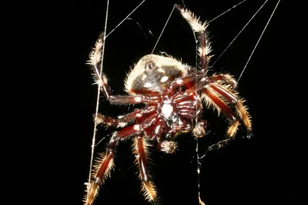 Darwin's Bark Spider Silk Strength