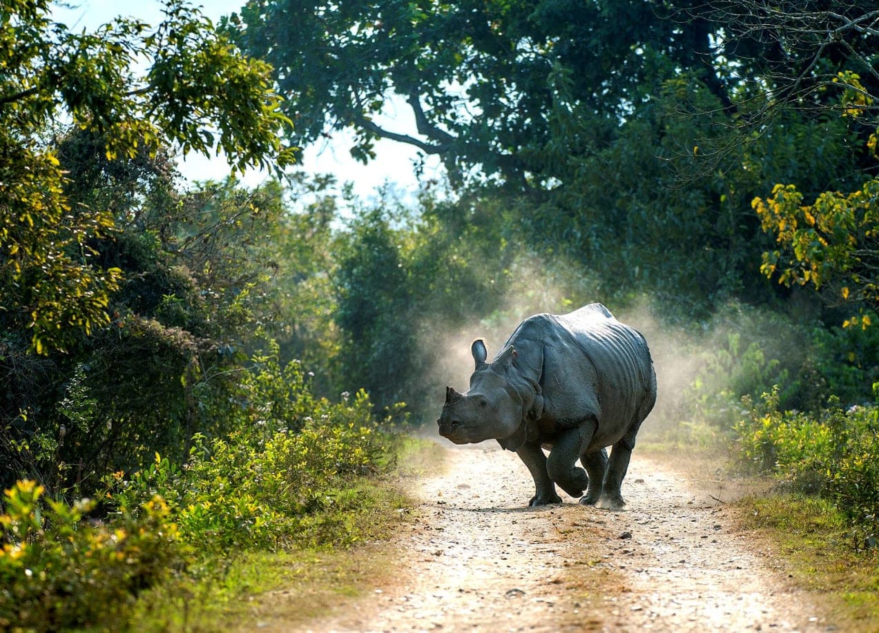 Rhinos Rescued and Rehabilitated