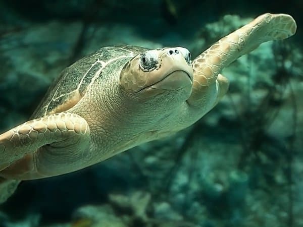 Olive Ridley Turtle Nesting Season Issues