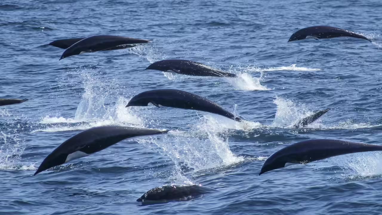Dolphin Conservation Project Launch