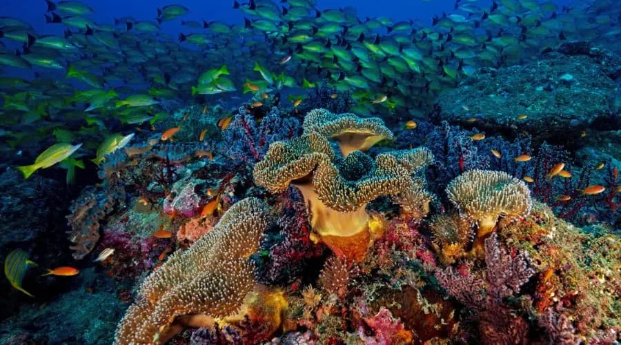 Biodiversity Importance in Andaman Islands