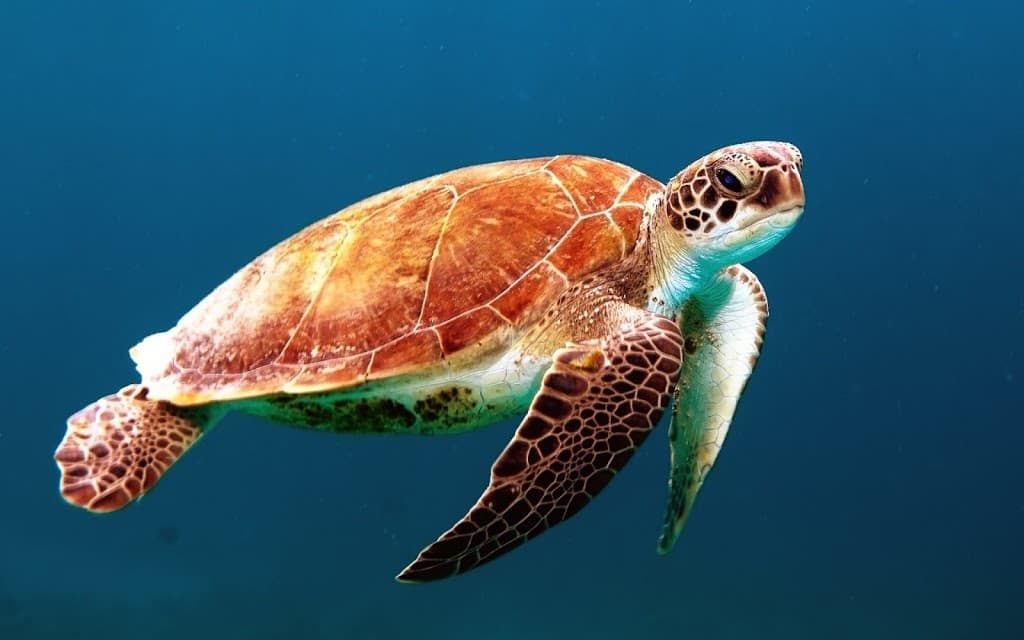 Climate Change Impacts Loggerhead Turtles