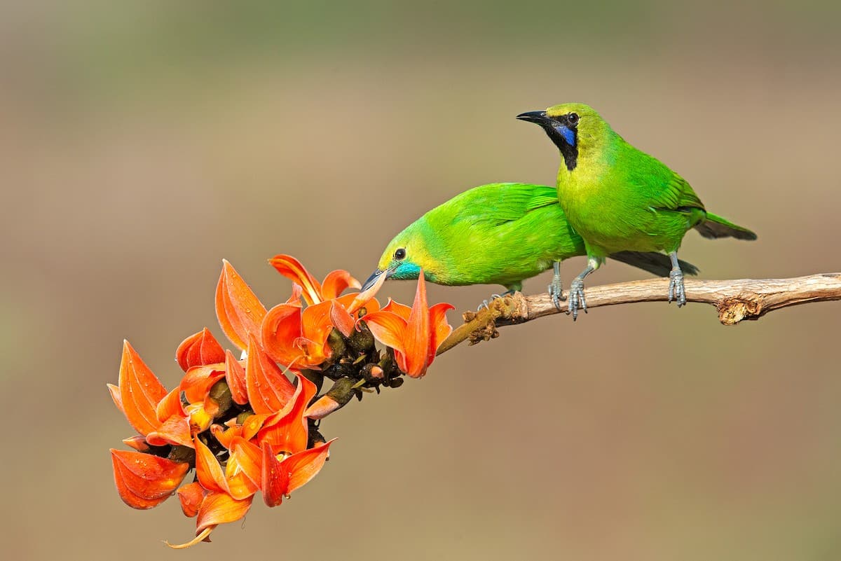 Bird Species Documented in Thiruvananthapuram