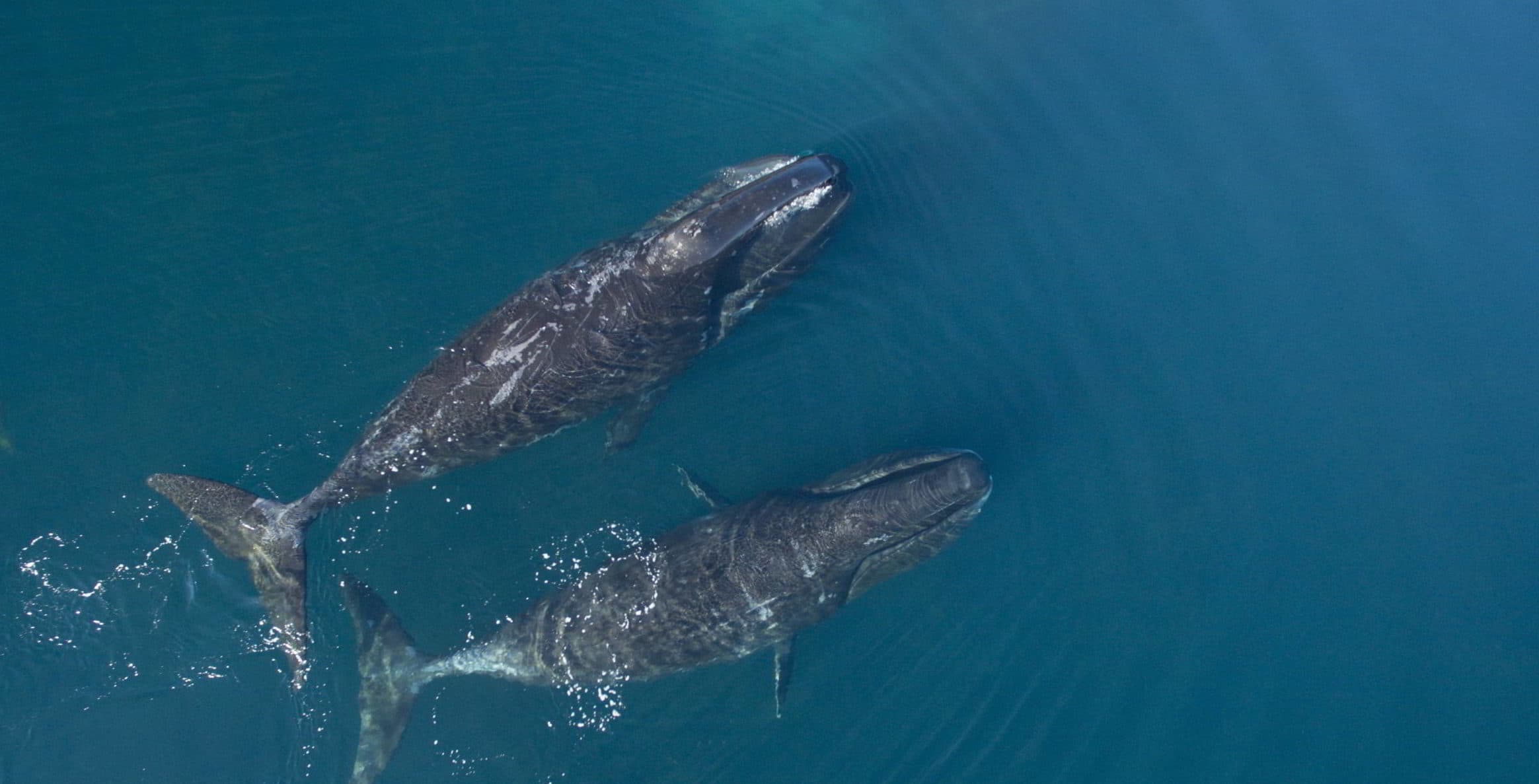 Whale Protein Linked to Human Longevity