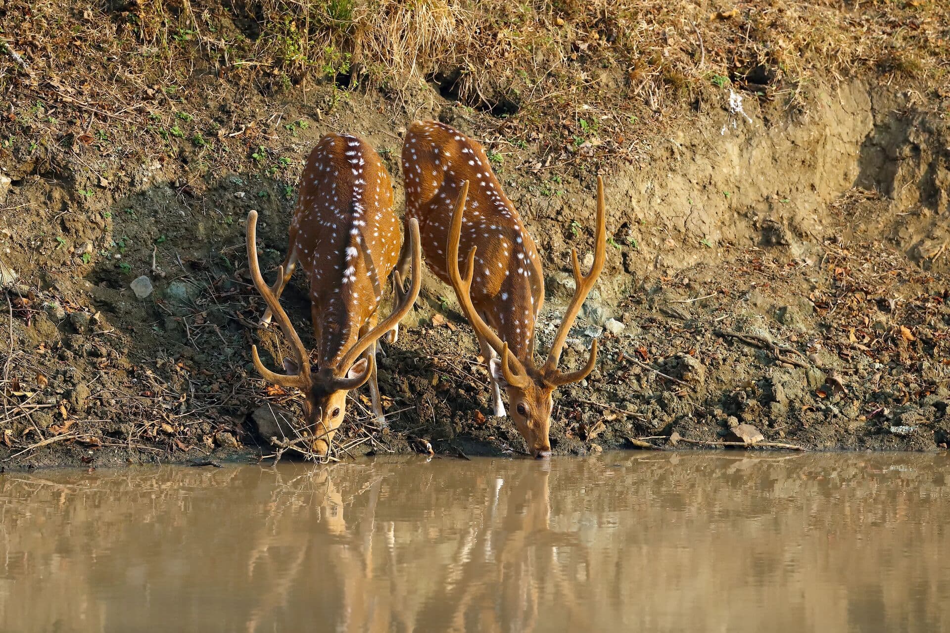 Water Supply for Wildlife in Forests