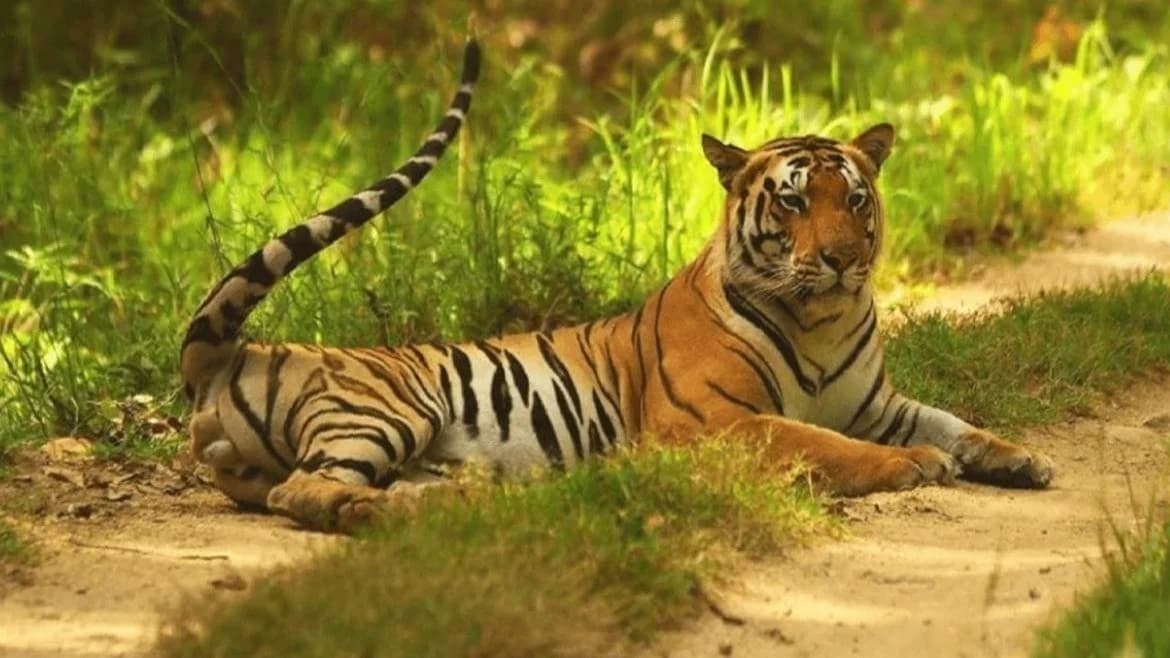 Supreme Court Dismisses Wildlife Petition