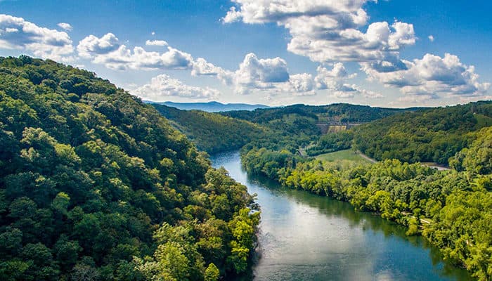 India's Forests: Economic and Ecological Importance