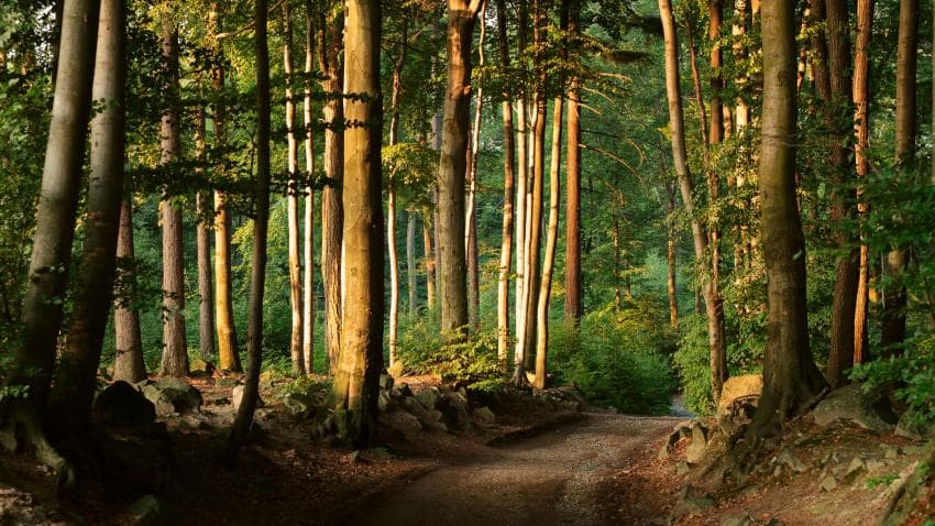 Importance of Forests for Economy