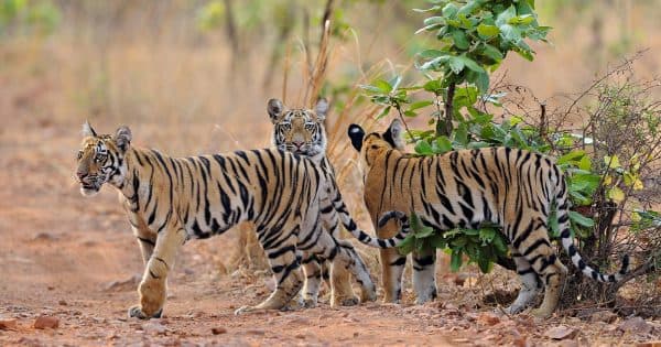 90th Meeting of Wildlife Board Committee