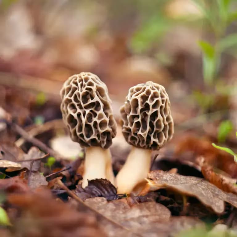Breakthrough in Cultivating Morel Mushrooms