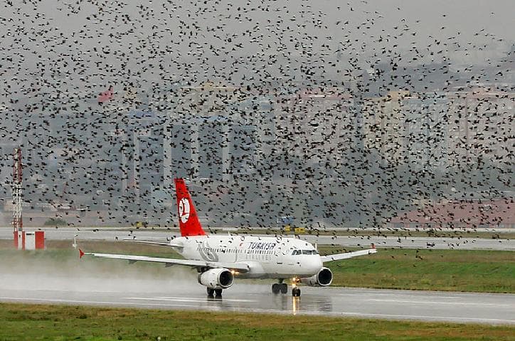 Airport Project Risks Migratory Birds