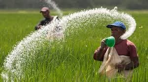 India's Fertiliser Policy and Food Security
