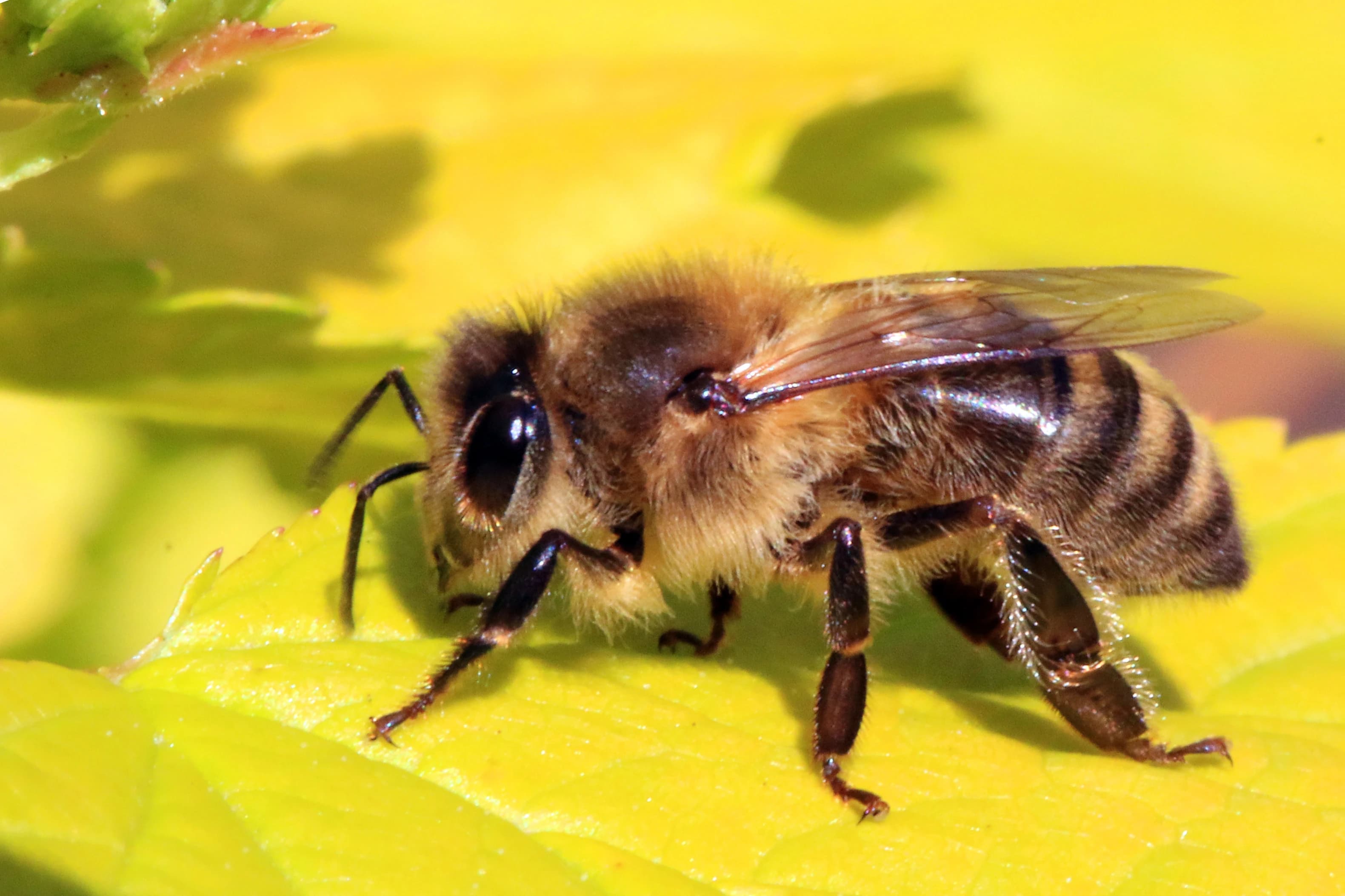 New Protocols for Honey Bee Farming