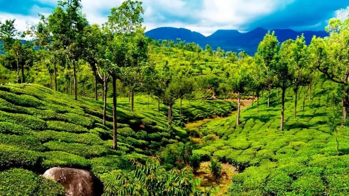 India's Forest Carbon Storage Projections