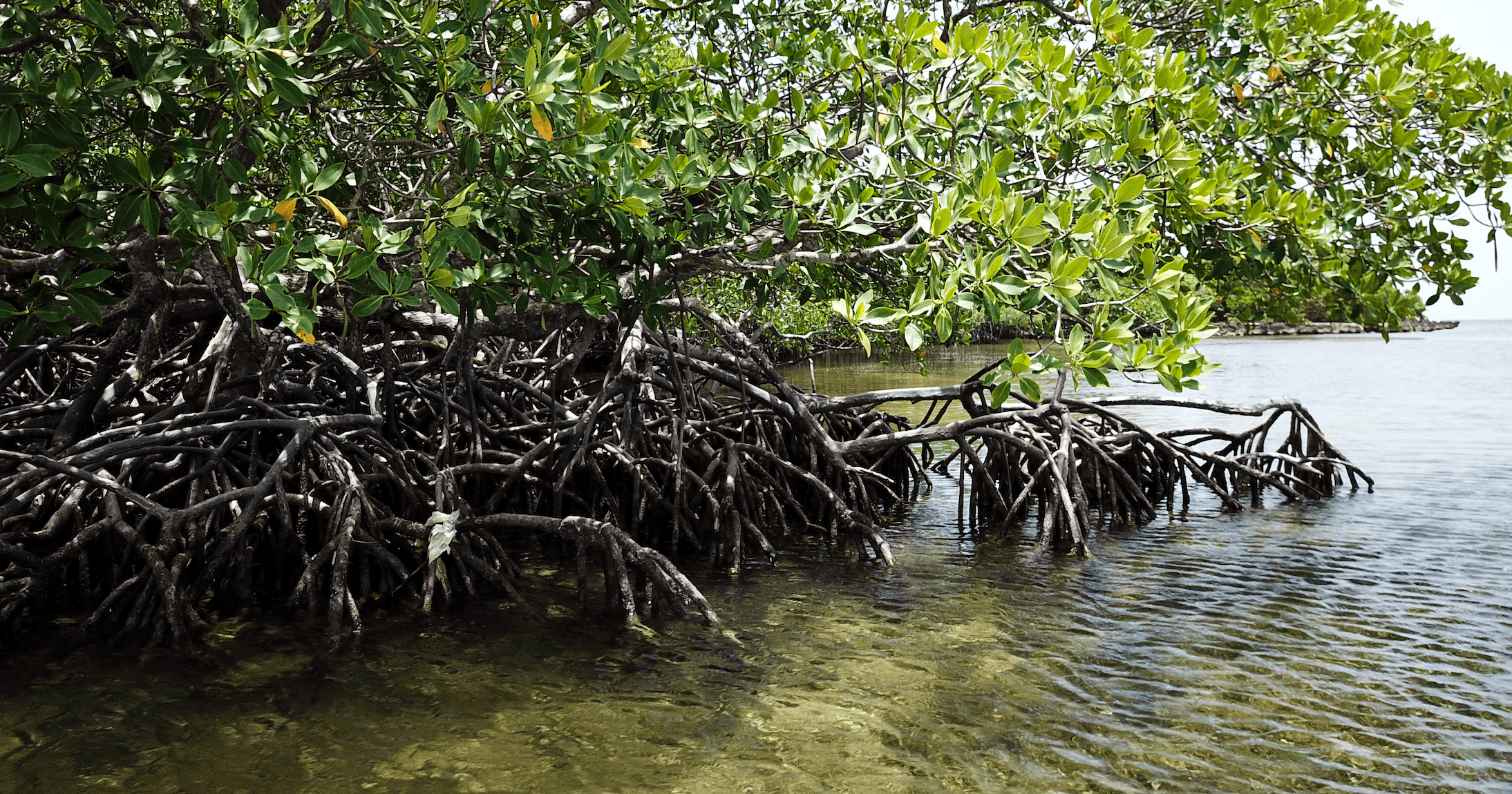 Impact of Mangrove Destruction on Fisherfolk