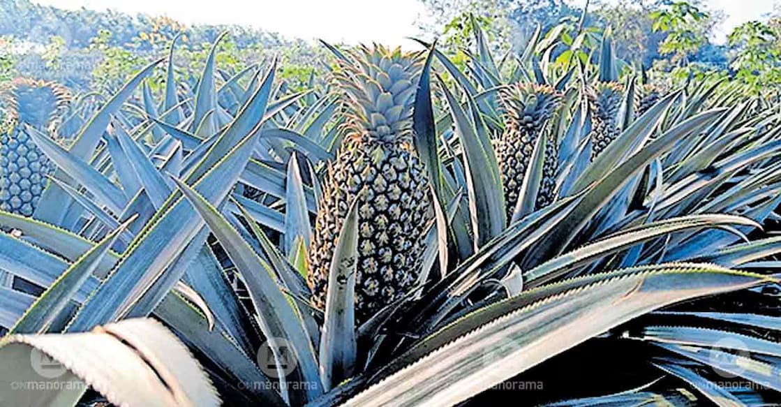 Pineapple Growers Face Severe Price Drop