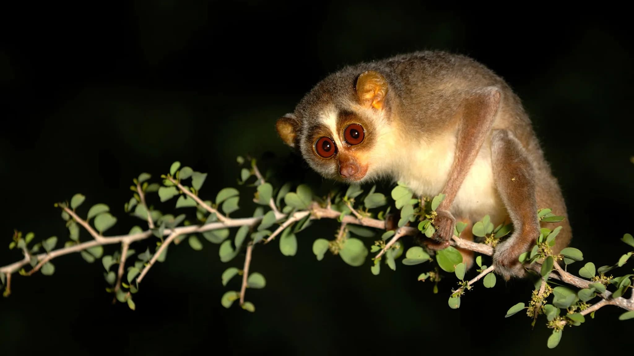 Electrocution of Slender Loris Highlights Risks