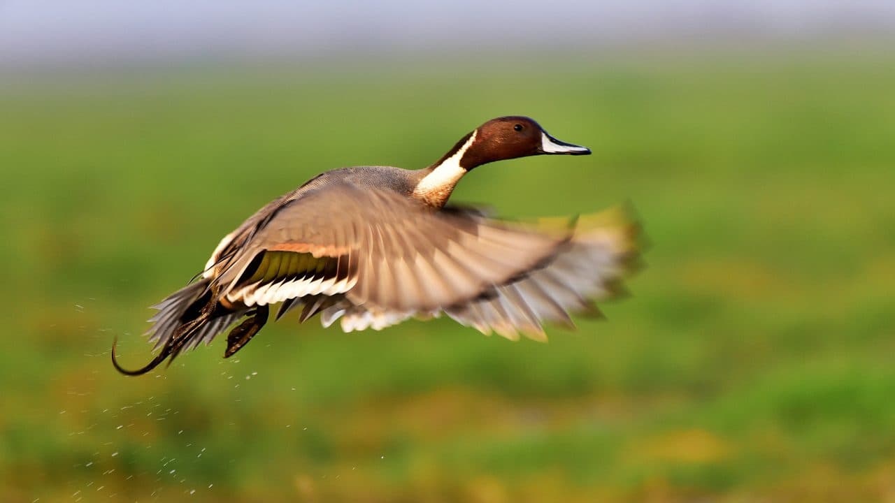 Mangalajodi: Avian Habitat and Photography