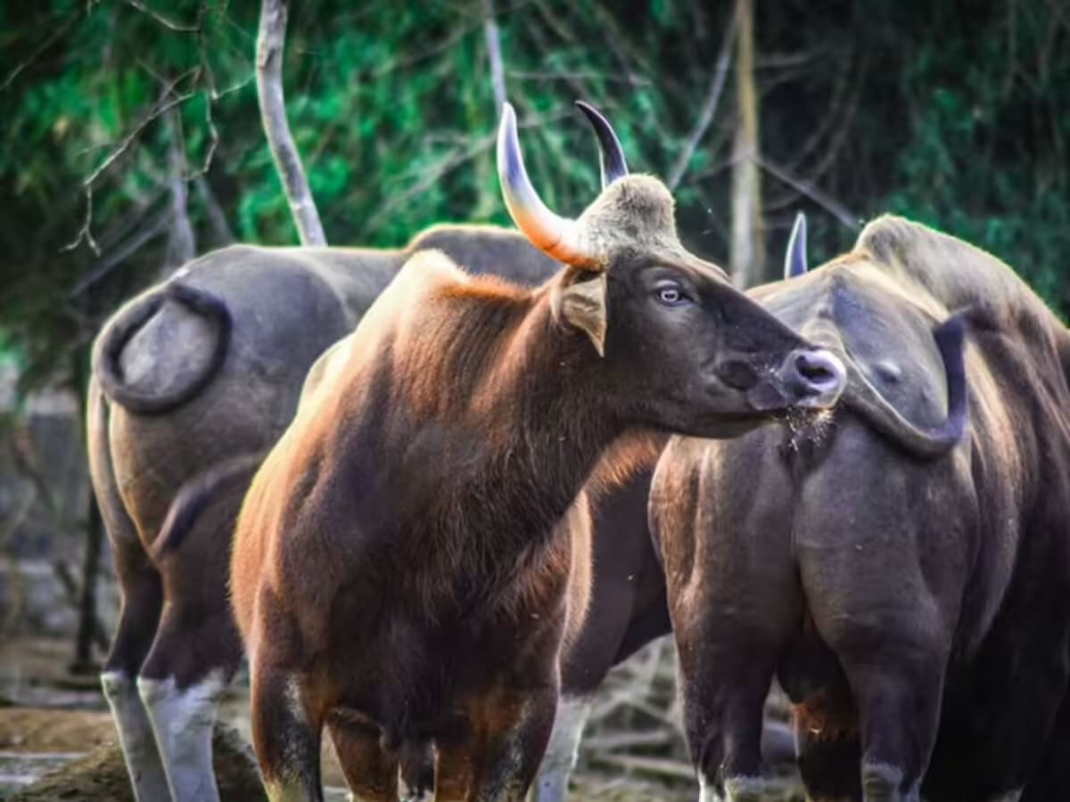Animal Exchange at Arignar Anna Zoo