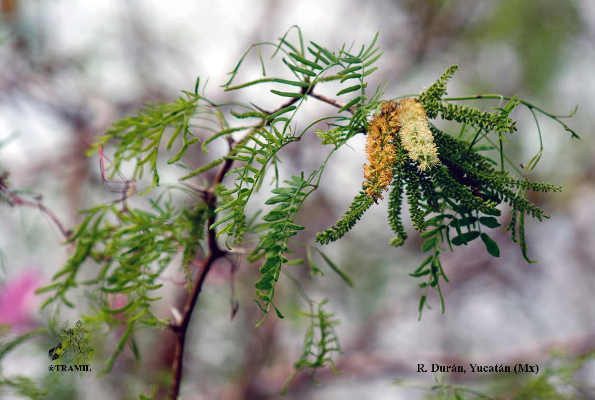 Invasive Species for Green Methanol Production