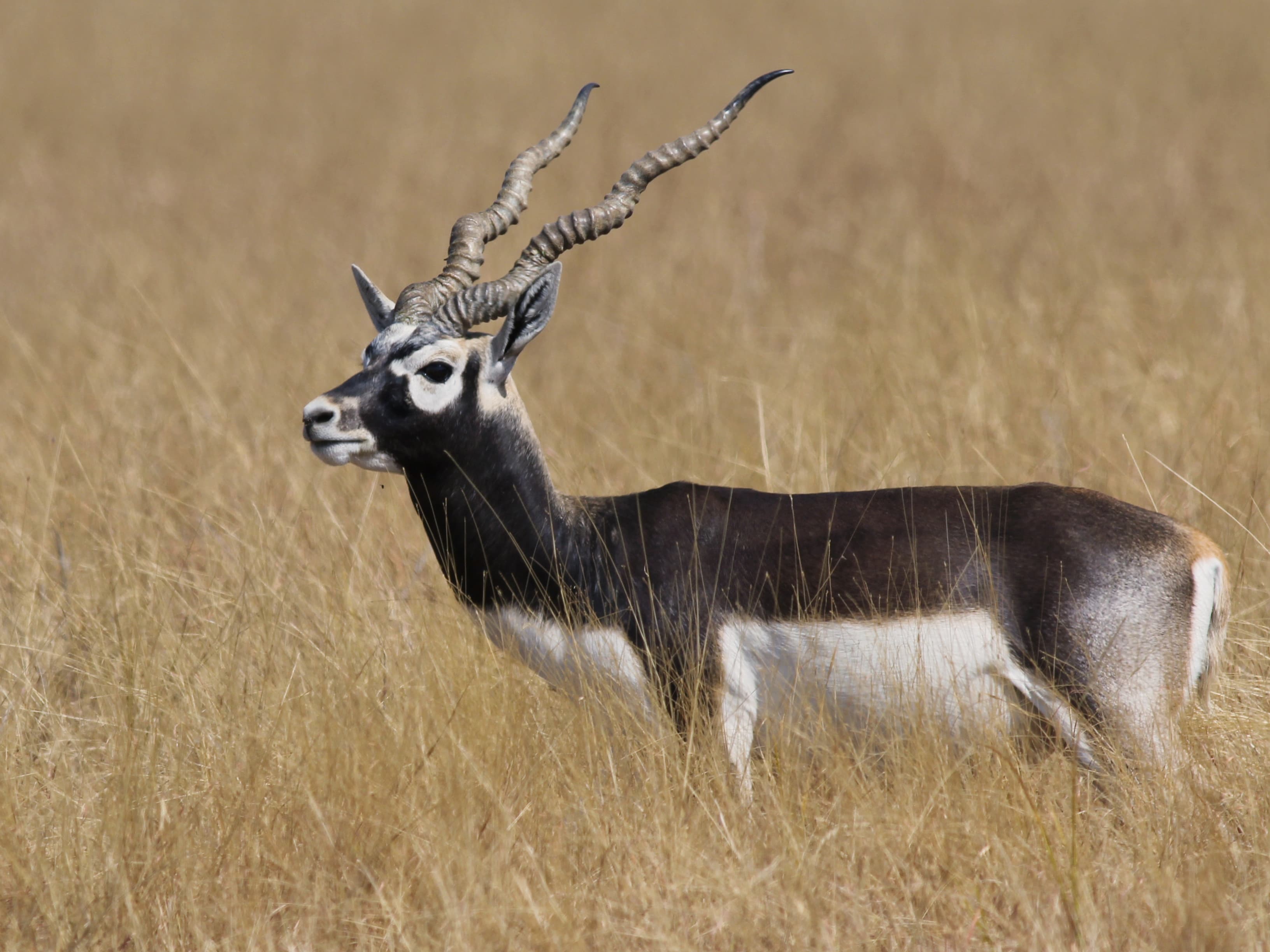 Rising Blackbuck Population at IIT-M