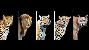 International Big Cat Alliance Summit 2026