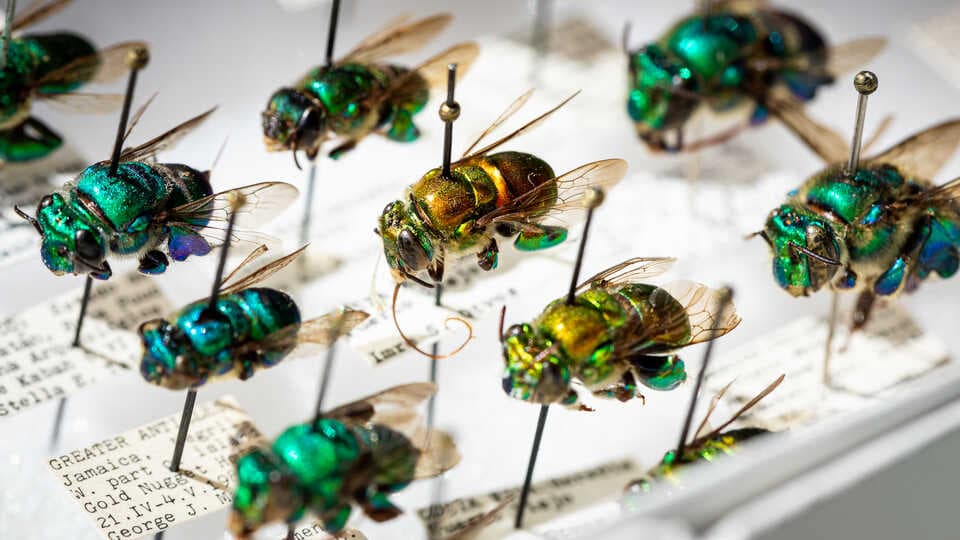 Bee Museum Educates on Pollinators