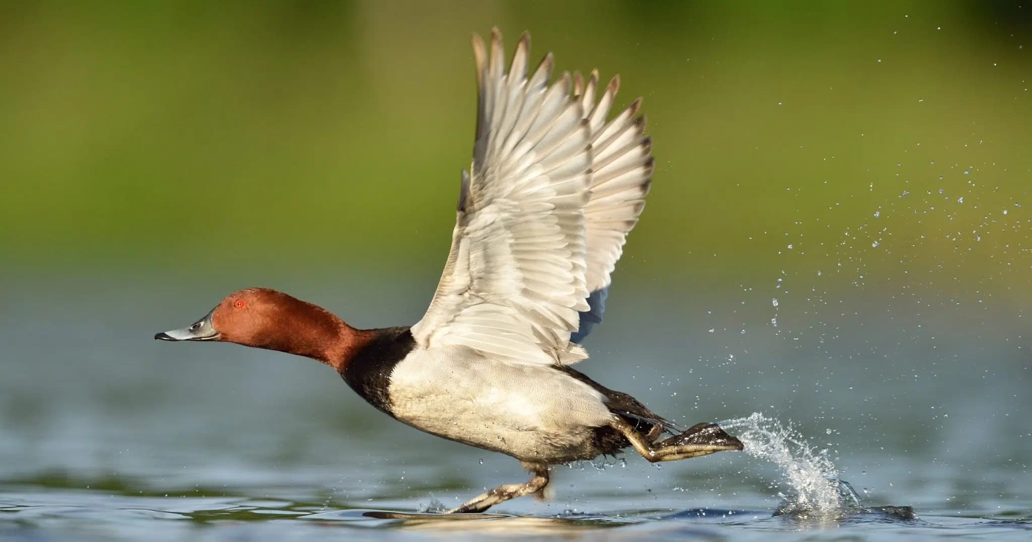 Migration Patterns of Common Pochard