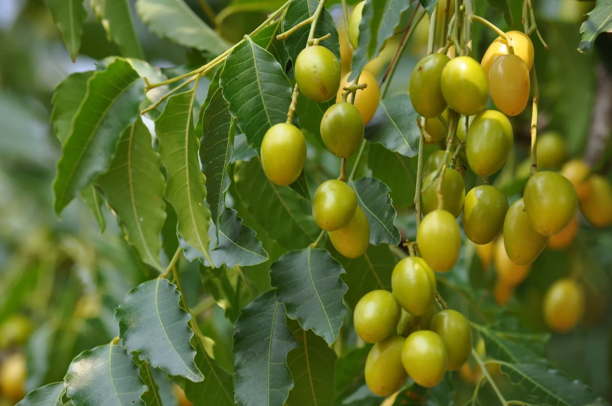 Investigating Neem Tree Mortality in Andhra