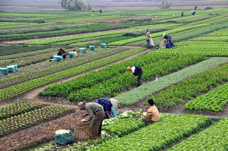 National Mission for Sustainable Agriculture