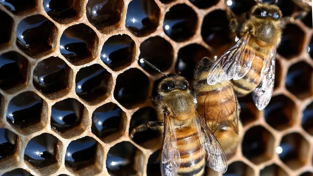 Assam Exports Honey to America