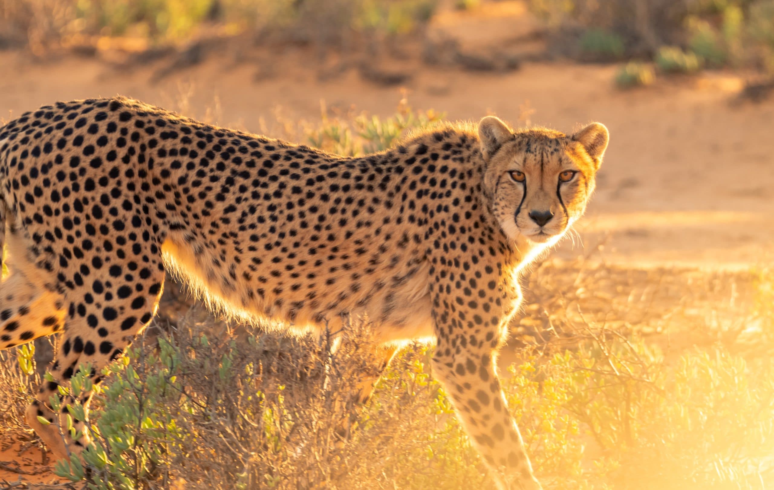 Cheetah Reintroduction in Madhya Pradesh