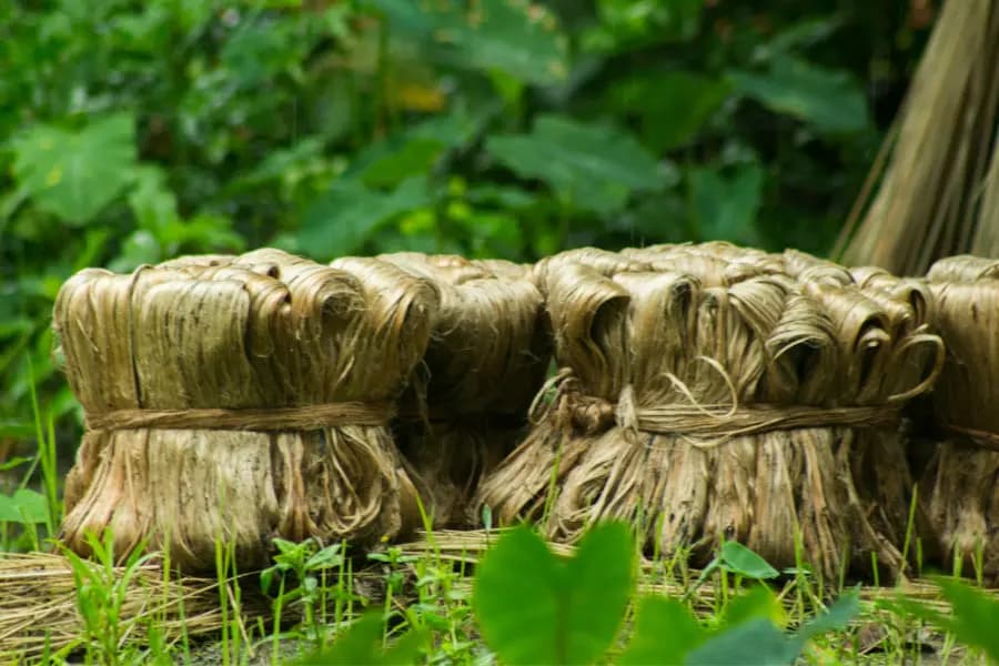 Transforming Jute Crop Information System