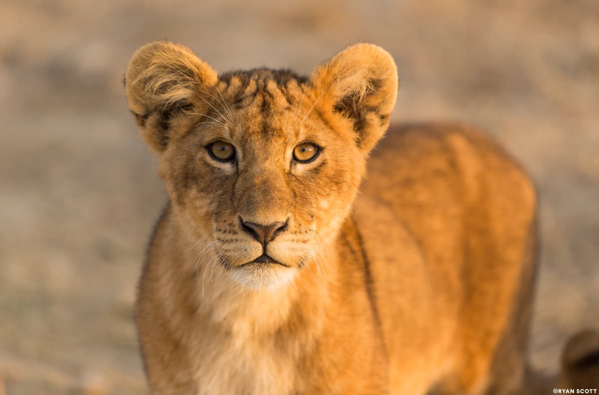 Corporate Financing for Big Cat Conservation