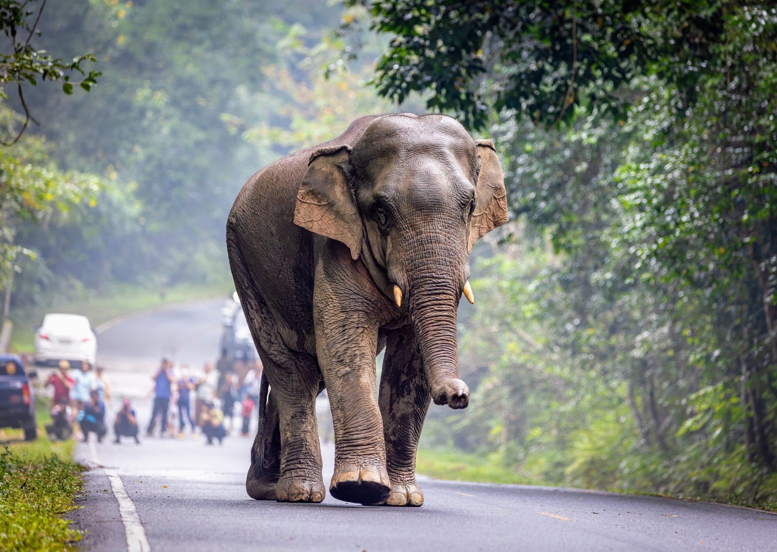 Addressing Human-Wildlife Conflict Challenges