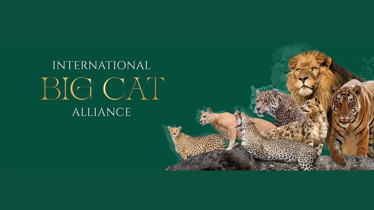 Global Summit on Big Cats Protection
