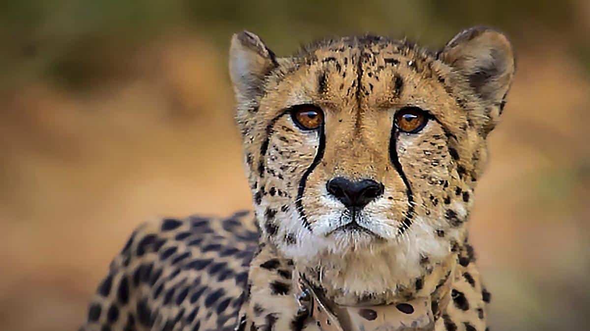 Cheetah Project Progress and Future Plans