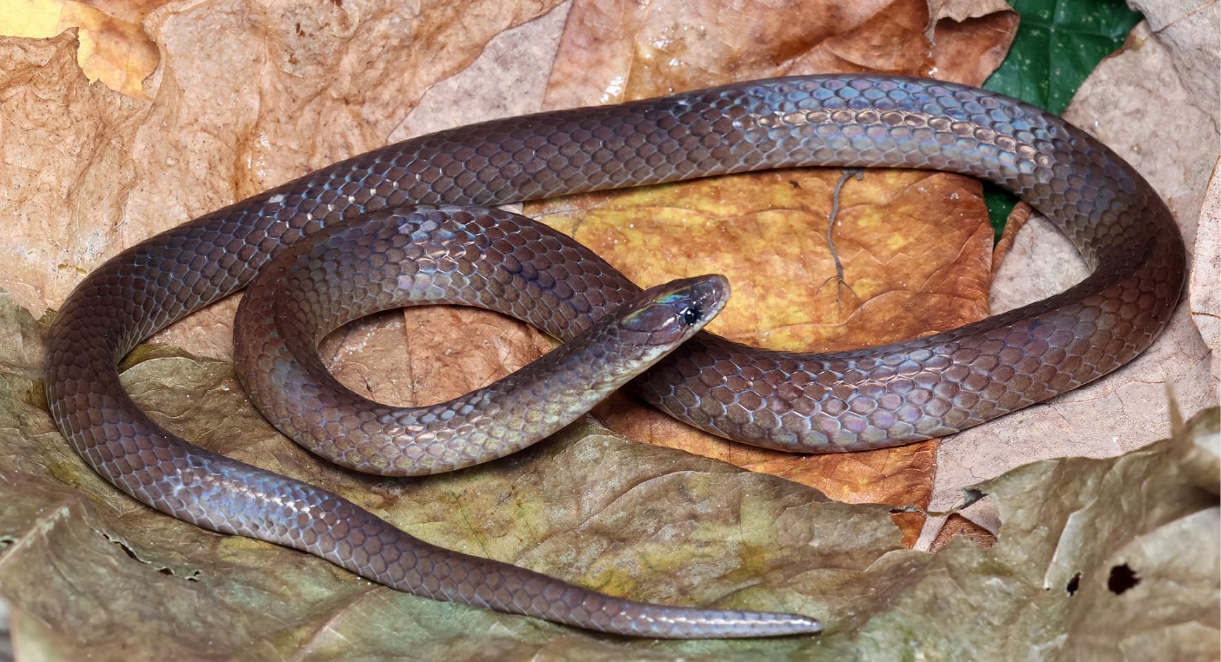 New Snake Species Discovered in Mizoram