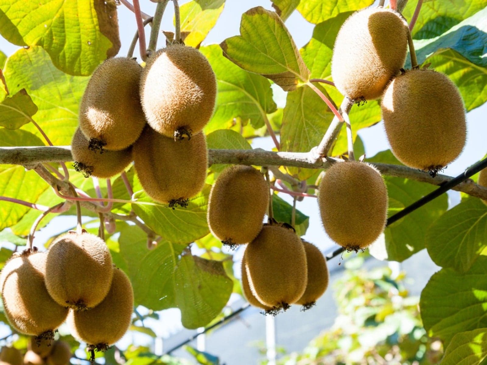Arunachal Kiwi Mission Launched
