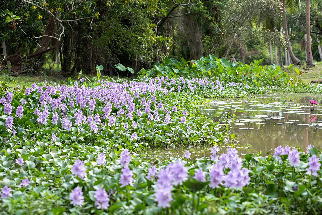 Water Hyacinth Problem in Chennai