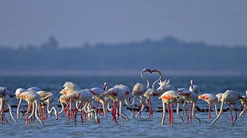 Pulicat Lake Sanctuary Boundary Rationalisation