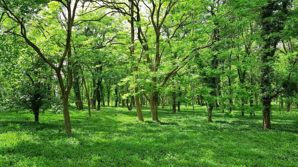 Strengthening Coordination for Environmental Policies