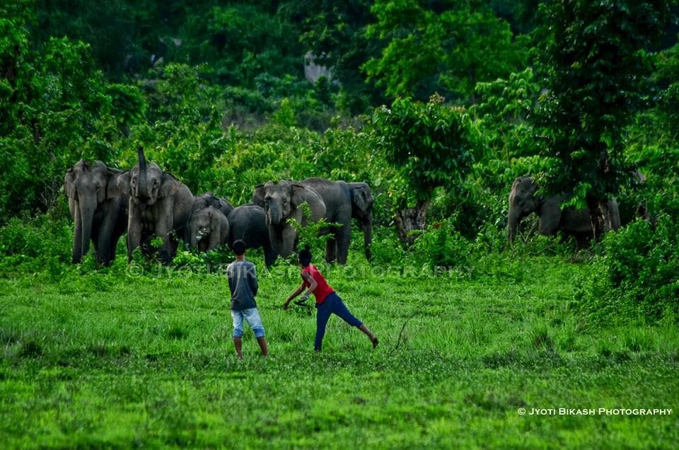 Wild Elephant Attack Highlights Tourism Risks